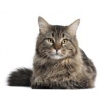 cat-friendly бережное отношение к кошкам