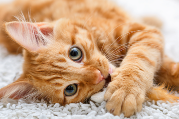 Опухоль молочной железы у кошки